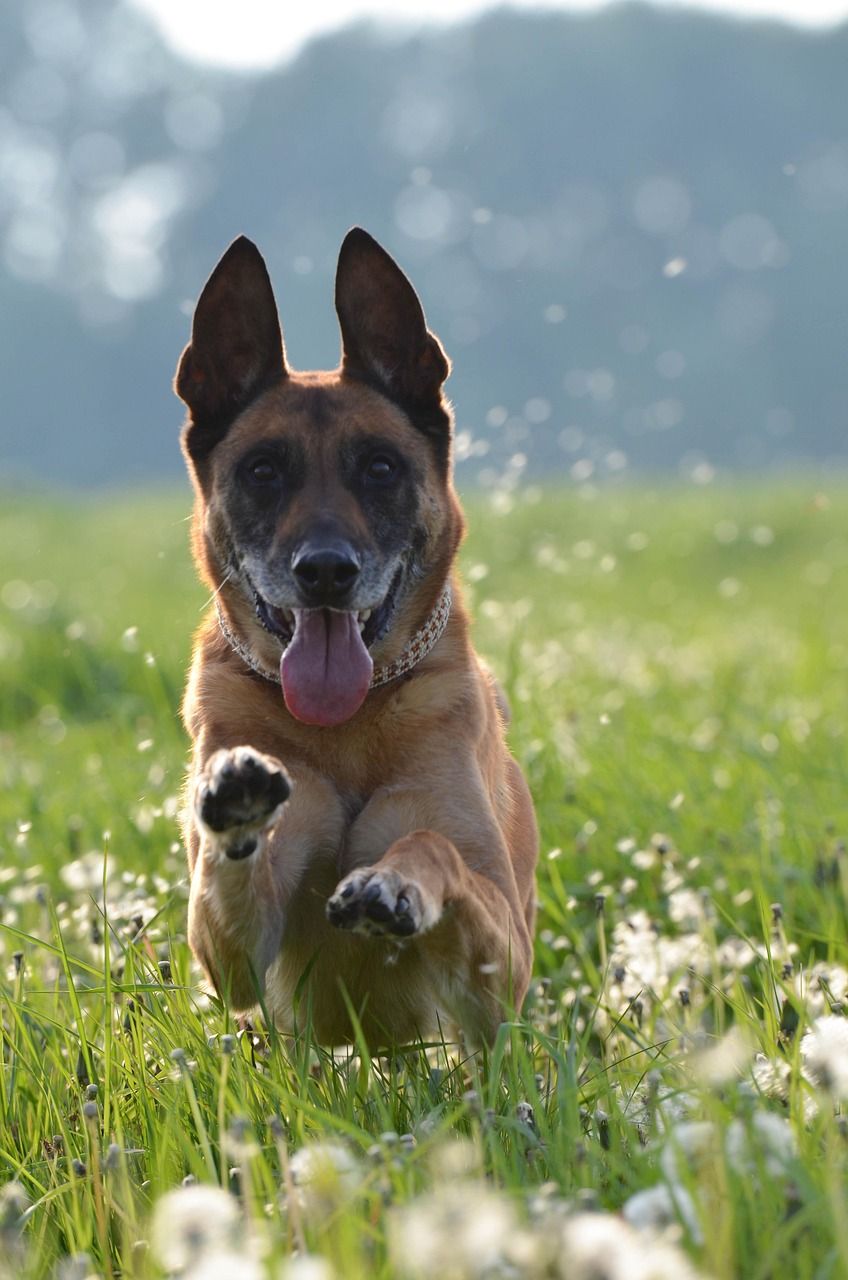 Hund massage: Velvære for din bedste ven